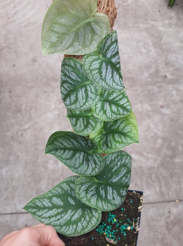 Monstera Dubia with moss pole