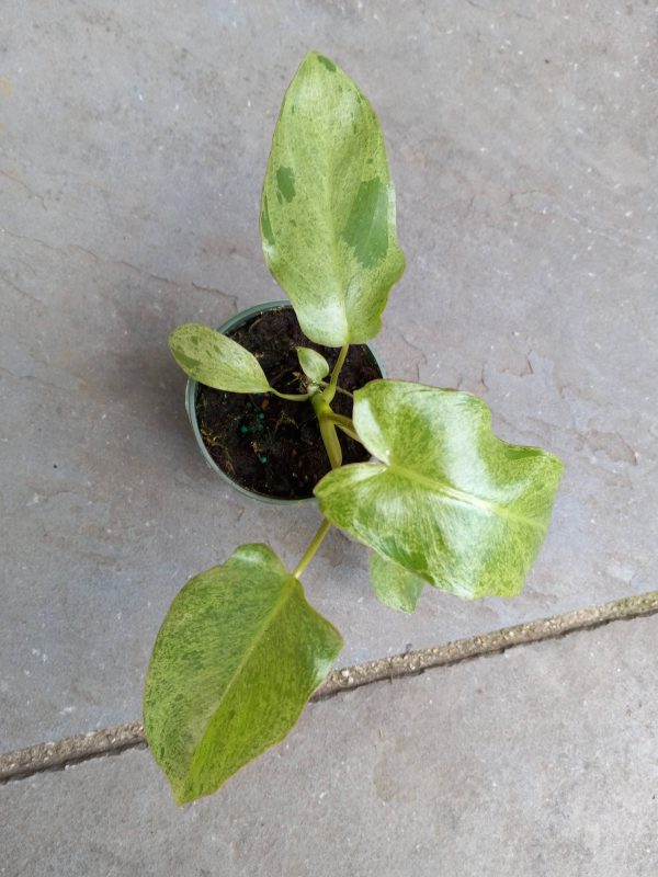 Philodendron Paraiso Verde Rare Exotic Variegated  Rooted Cutting