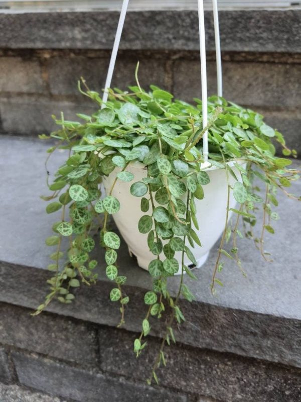 String of Turtles Rooted Cutting