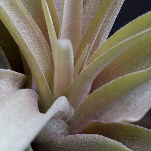 Tillandsia Peach Capitata - Live Air Plant