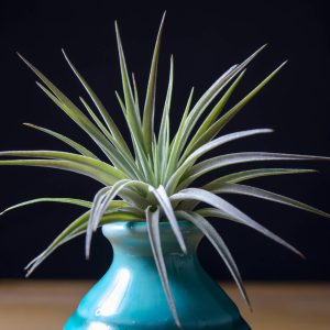 Tillandsia Plagiotropica Purple Form | Live Air Plant