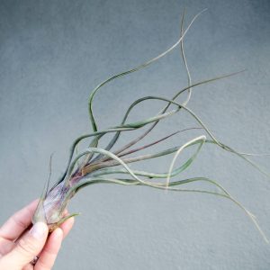 Tillandsia Baileyi "Pseudobaileyi" Striped Air plant
